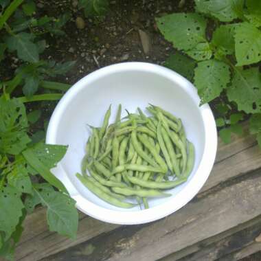 Runner Bean