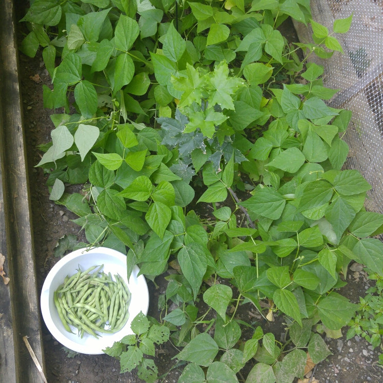 plant image 188034 plant image 188034