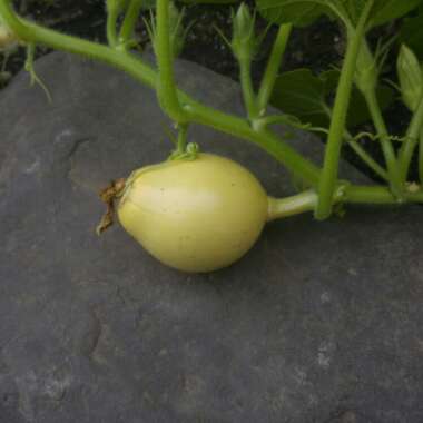 Squash