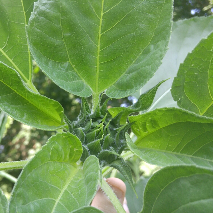 plant image 188078 plant image 188078
