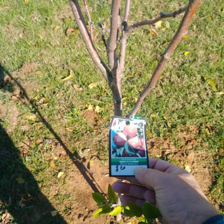 Plant image Malus domestica 'Red Delicious'