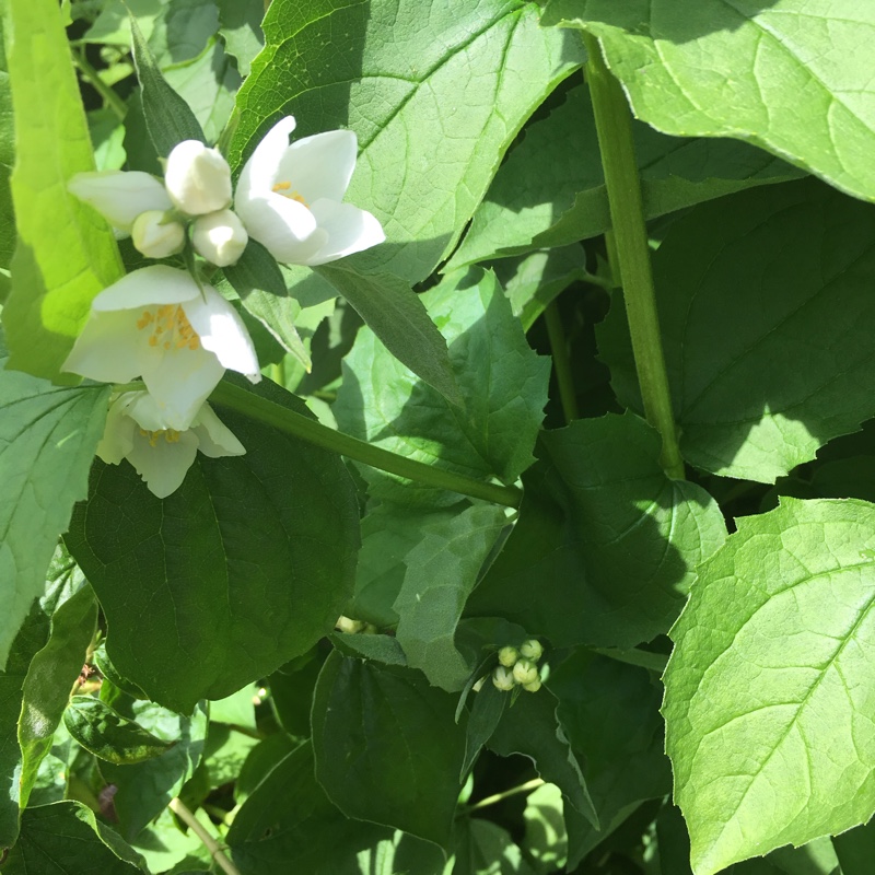 Plant image Philadelphus lewisii
