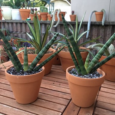 Sansevieria cylindrica 'Boncel'