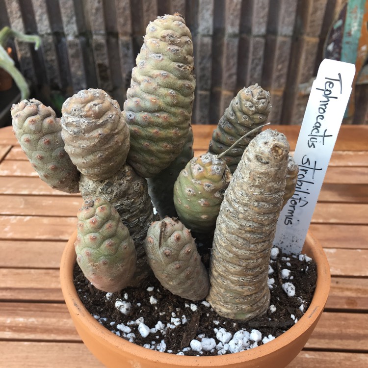 Plant image Tephrocactus articulatus 'Strobiliformis' syn. Tephrocactus articulatus var. strobiliformis