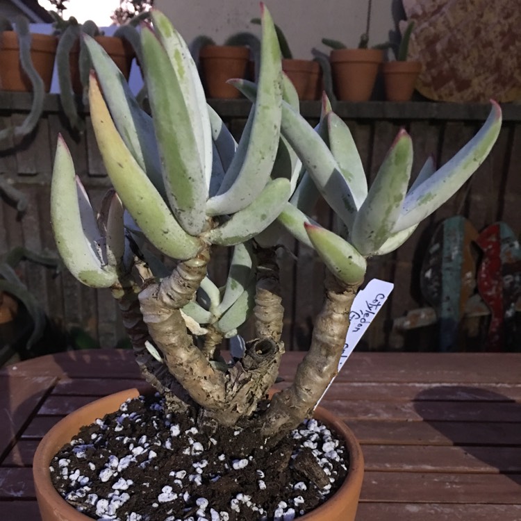 Plant image Cotyledon Orbiculata var. Oblongata