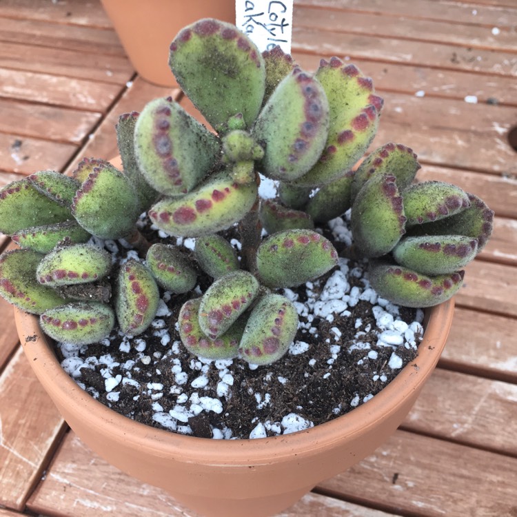 plant image 1176390