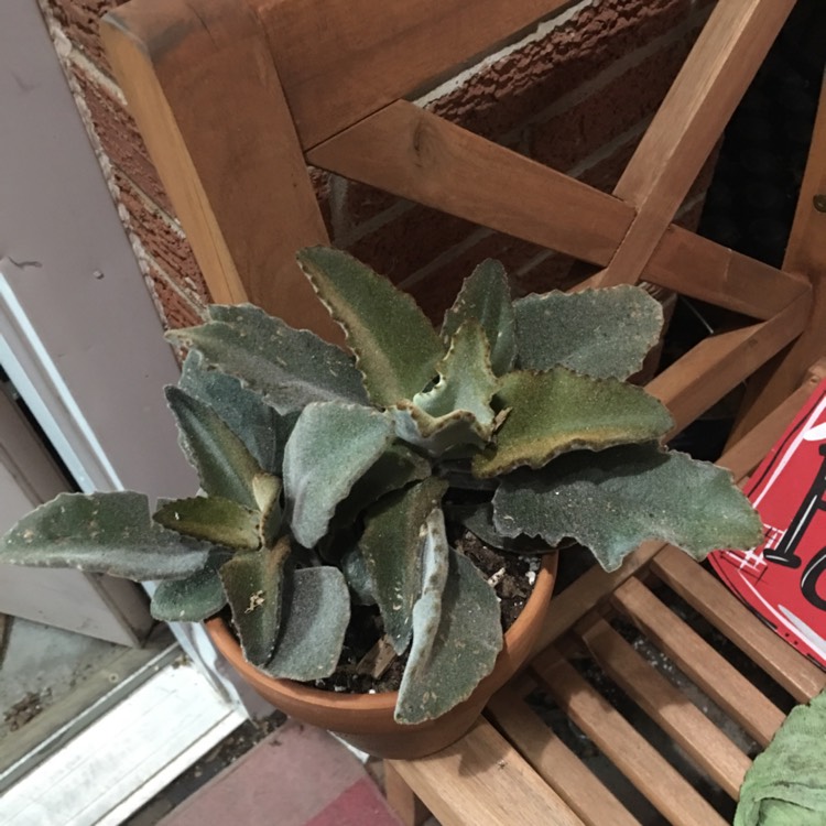 plant image 1176954 plant image 1176954