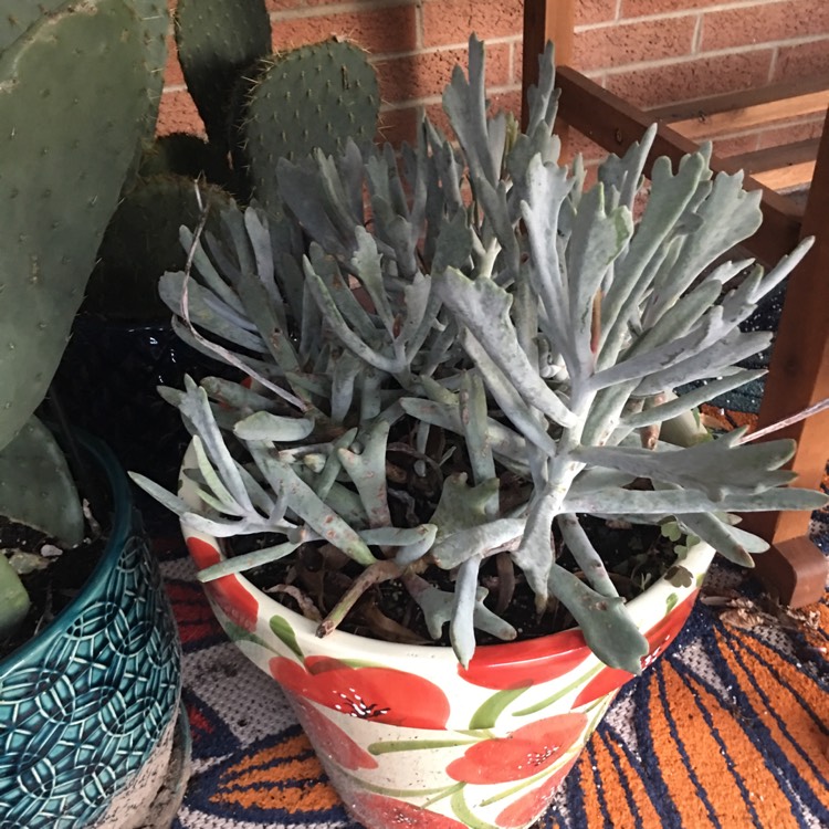 Plant image Cotyledon orbiculata 'Elk Horns'