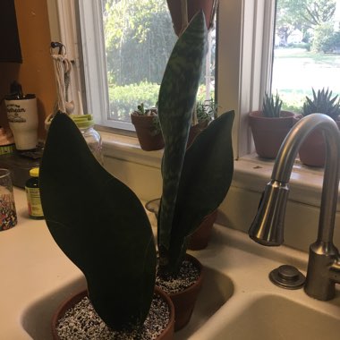 Sansevieria masoniana