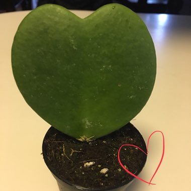 Hoya kerrii