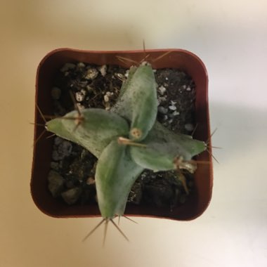 Stenocereus pruinosus