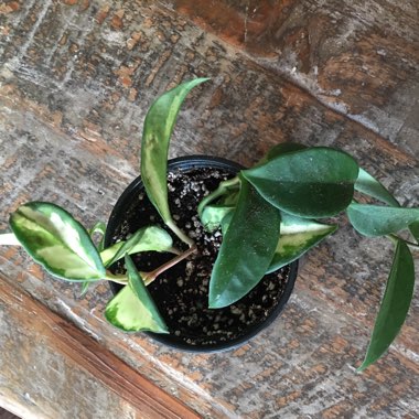 Hoya carnosa 'Krimson Princess' syn. Hoya carnosa 'Rubra'