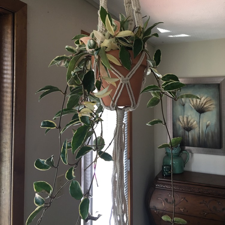Plant image Hoya Carnosa 'Tricolor'