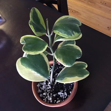 Hoya kerrii 'Albomarginata'