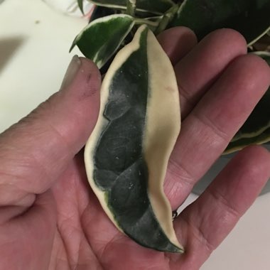 Hoya carnosa 'Krimson Queen' syn. 'Crimson Queen'