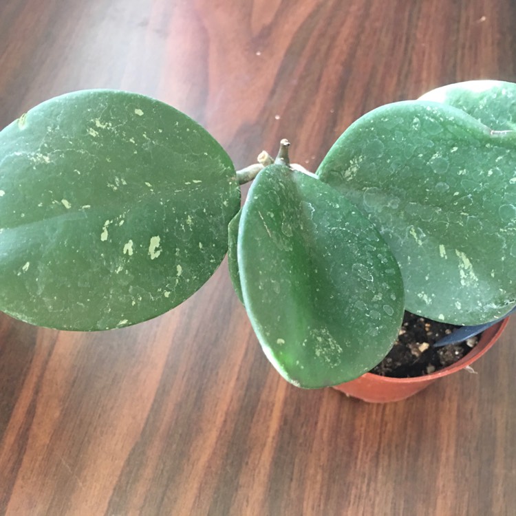 Plant image Hoya Obovata