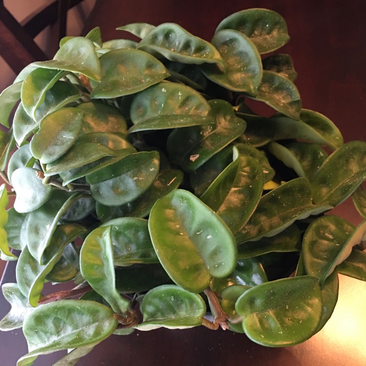 Plant image Hoya Carnosa 'Krinkle 8'