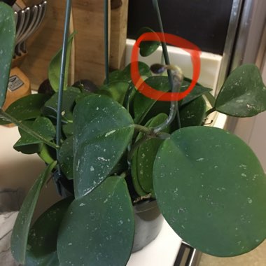 Hoya Obovata