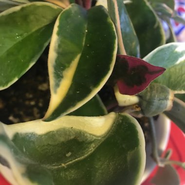 Hoya carnosa 'Krimson Queen' syn. 'Crimson Queen'