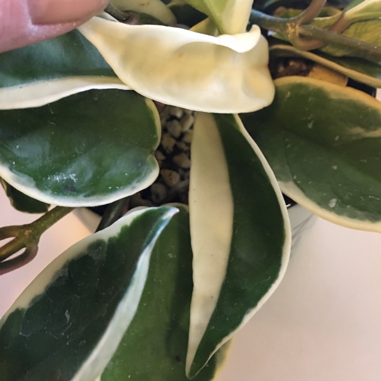 plant image 1243424 plant image 1243424