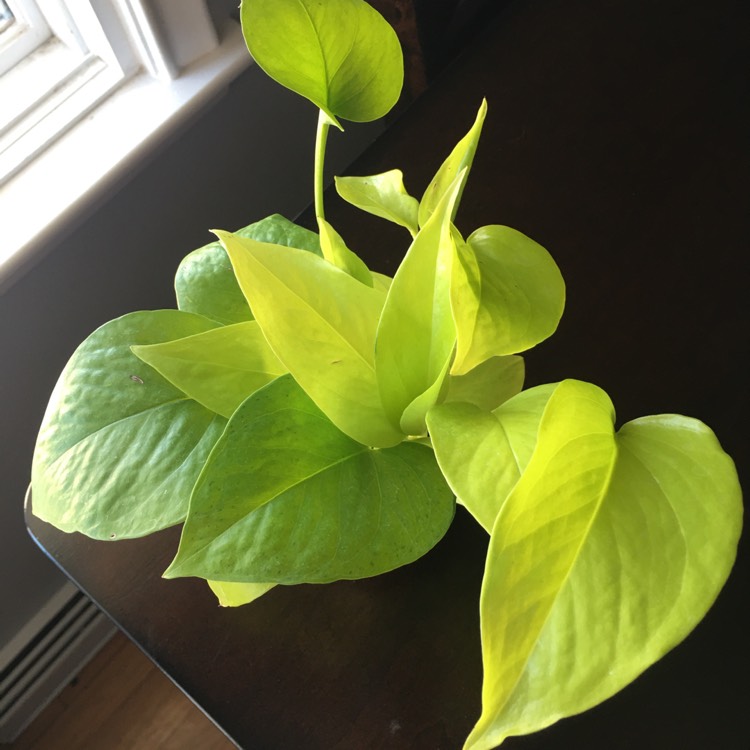 plant image 1244989
