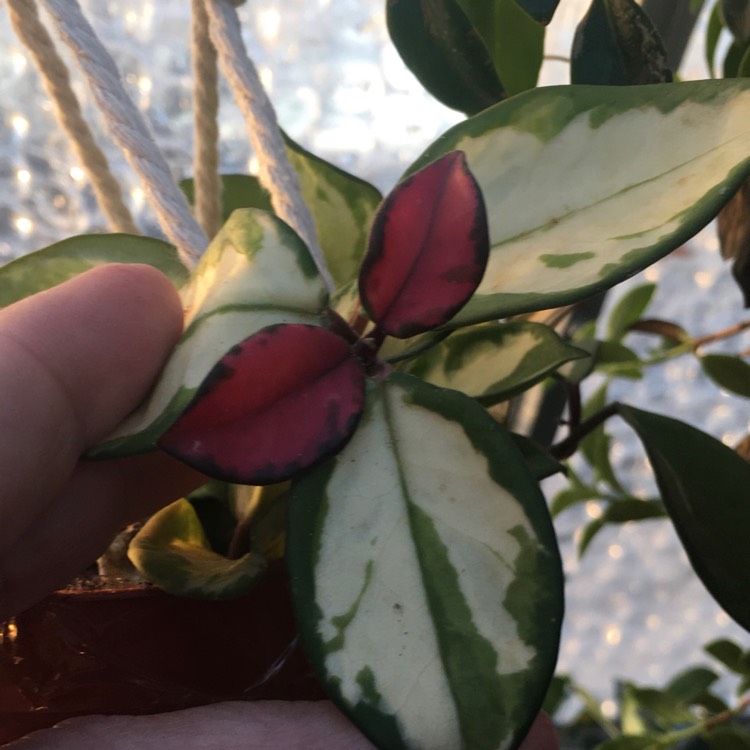 Plant image Hoya carnosa 'Krimson Princess' syn. Hoya carnosa 'Rubra'
