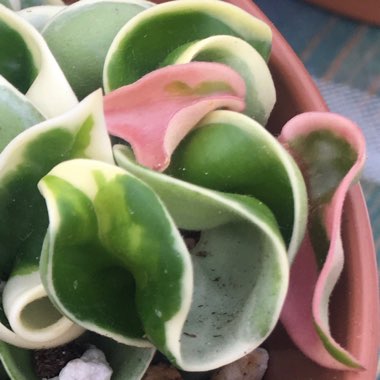 Hoya Carnosa Compacta Variegata