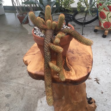 Mammillaria elongata 'Copper King'