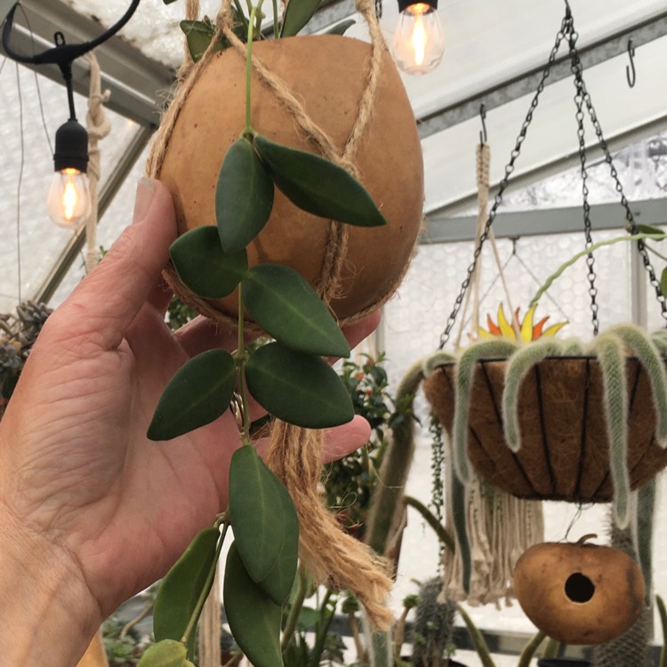 plant image 1248598