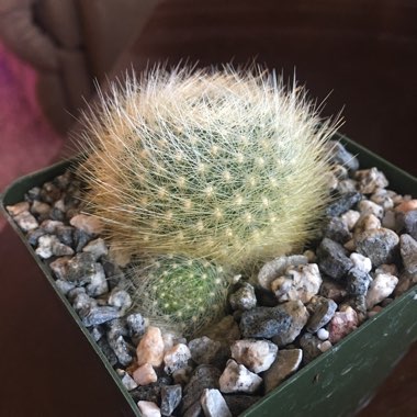 Rebutia fiebrigii syn. Rebutia albipilosa, Aylostera albipilosa, Rebutia simoniana