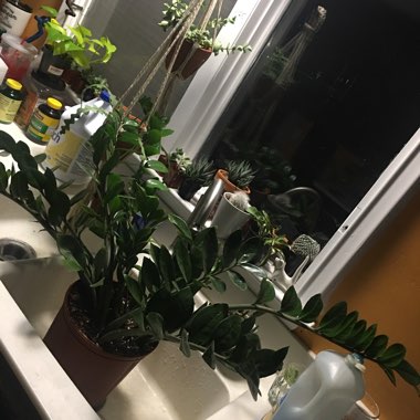 Zamioculcas zamiifolia