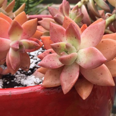 x Graptosedum California Sunset