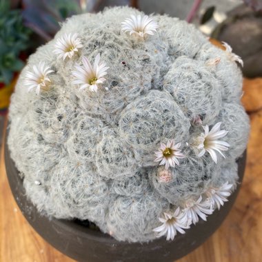 Mammillaria plumosa