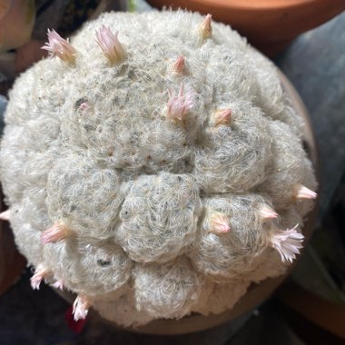 Mammillaria plumosa