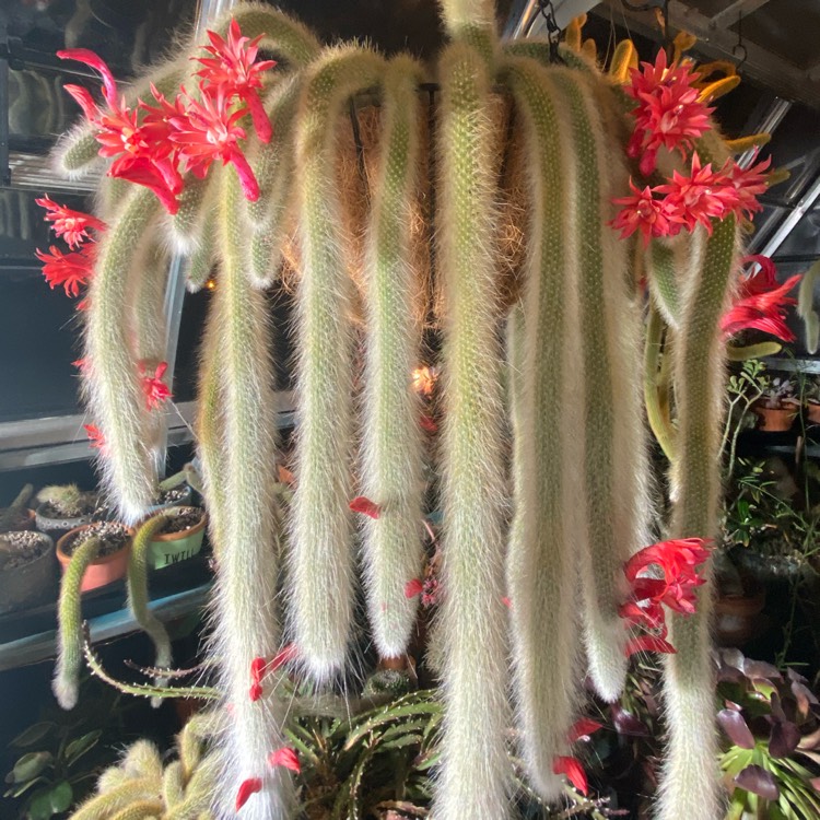 Cleistocactus winteri subs. colademononis, Monkey Tail Cactus ...