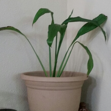plant image 207417