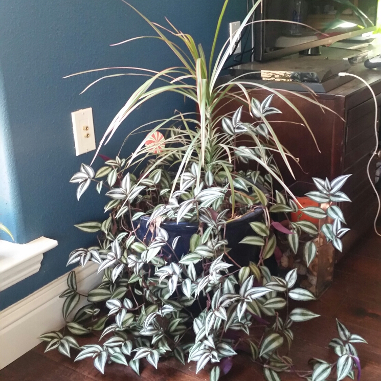 plant image 207425