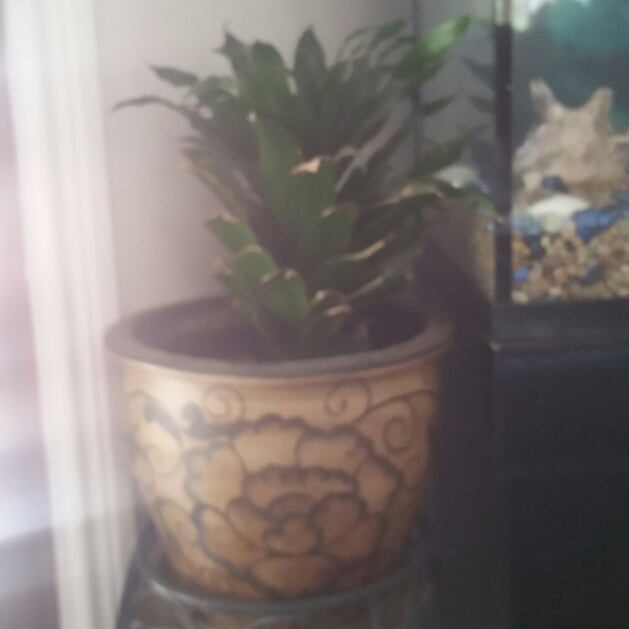 plant image 207432