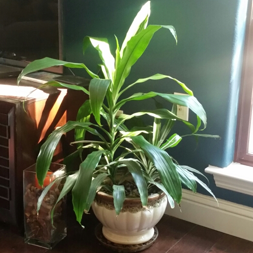 plant image 207437