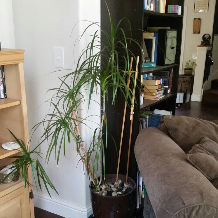 plant image 207439