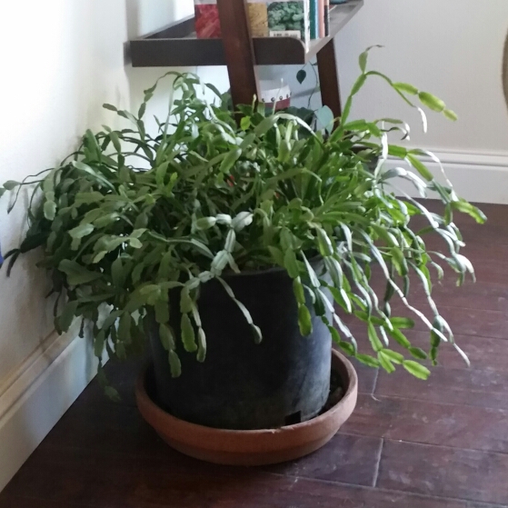 plant image 207442