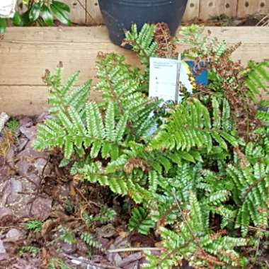 Fern