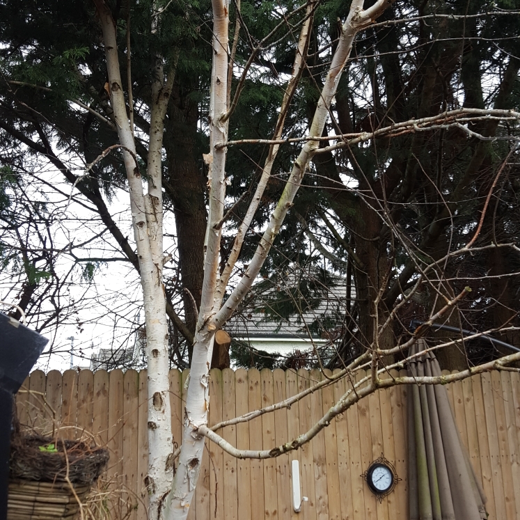 Plant image Betula pendula 'Silver Grace'