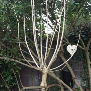 Doctor's garden