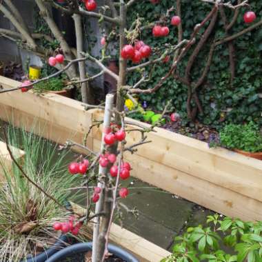 Doctor's garden