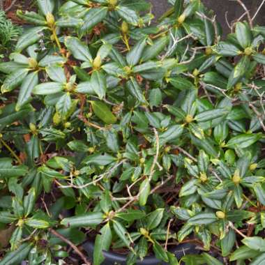 Azalea Galathea