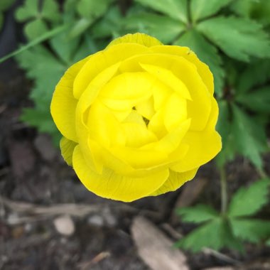 Trollius Europus 