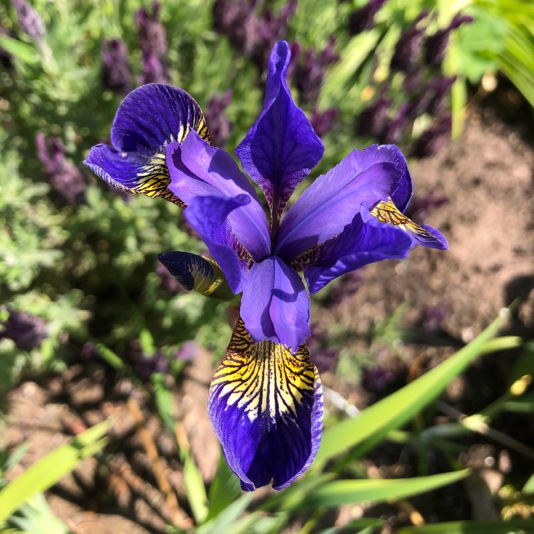 Plant image Iris sibirica 'Tropic Night'