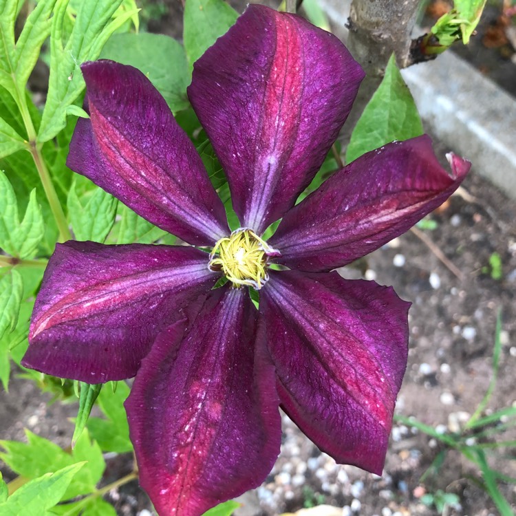 Plant image Clematis 'Voluceau'