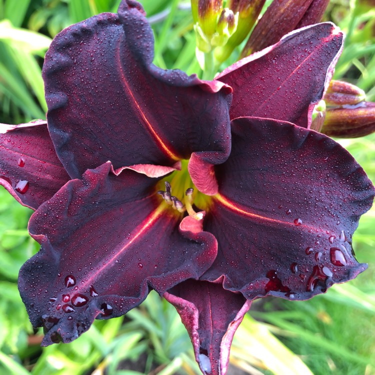 plant image 1107504